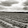 Air-Race-Parking-Lot-1938.png